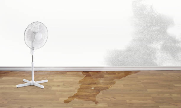 Carpet water damage restoration in MN